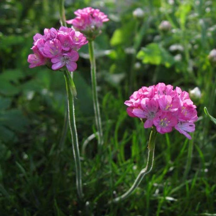 Armeria maritima Rosea - Strand-Grasnelke (Plant habit)