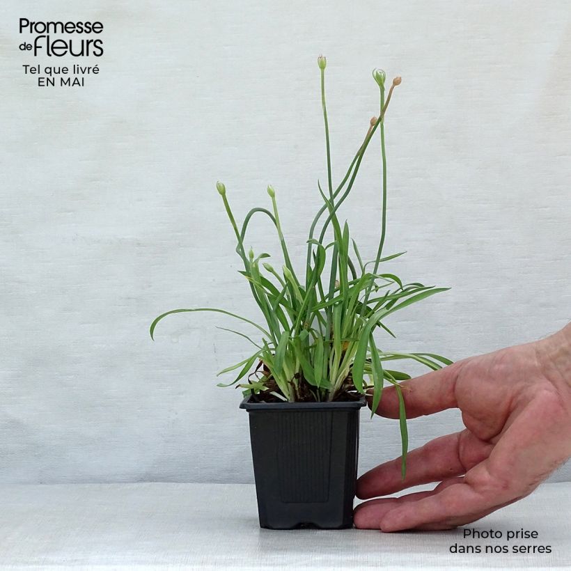 Example of Armeria pseudarmeria Ballerina Lilac - Strand-Grasnelke Kleine Töpfe von 8/9 cm as you get in printemps