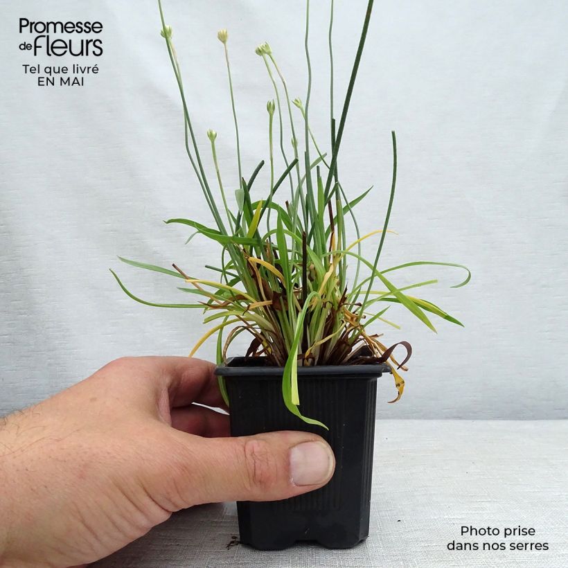 Example of Armeria pseudarmeria Ballerina Red - Strand-Grasnelke Kleine Töpfe von 8/9 cm as you get in printemps