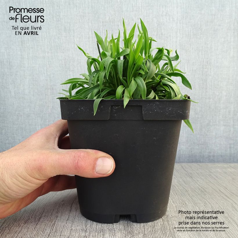 Example of Armeria pseudarmeria Ballerina Red - Strand-Grasnelke Topf mit 2L/3L as you get in printemps