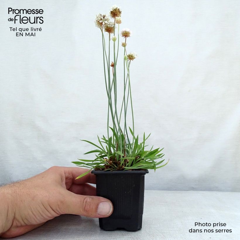 Example of Armeria pseudarmeria Ballerina White - Strand-Grasnelke Kleine Töpfe von 8/9 cm as you get in printemps