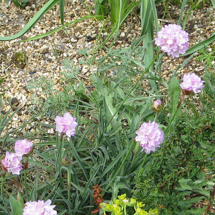 Armeria welwitschii - Portugiesische Grasnelke (Blüte)