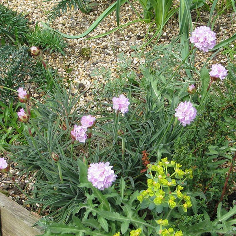 Armeria welwitschii - Portugiesische Grasnelke (Wuchs)