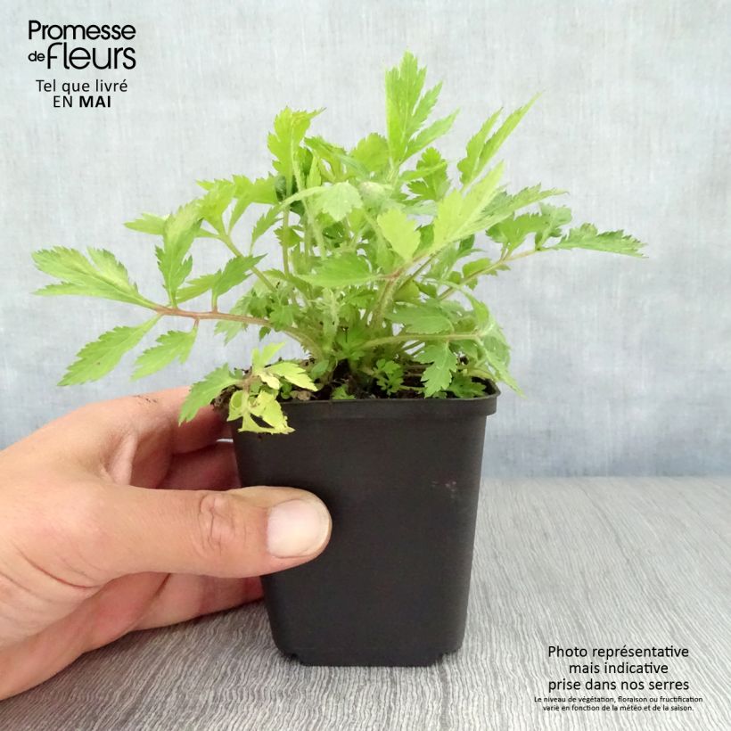 Example of Weißblühender Beifuß - Artemisia lactiflora Kleine Töpfe von 8/9 cm as you get in printemps