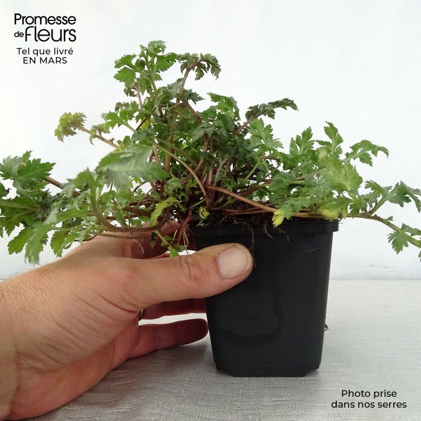 Example of Elfenraute Guizhou - Artemisia lactiflora Kleine Töpfe von 8/9 cm as you get in printemps