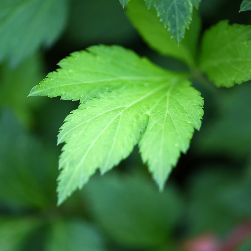 Weißblühender Beifuß - Artemisia lactiflora (Foliage)