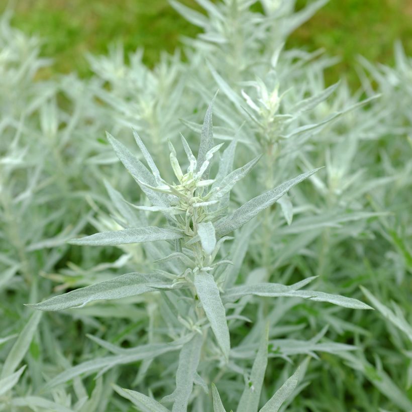 Silbriger Beifuß Silver Queen - Artemisia ludoviciana (Foliage)