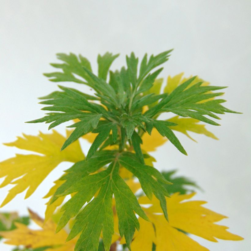 Gemeiner Beifuß - Artemisia vulgaris (Foliage)