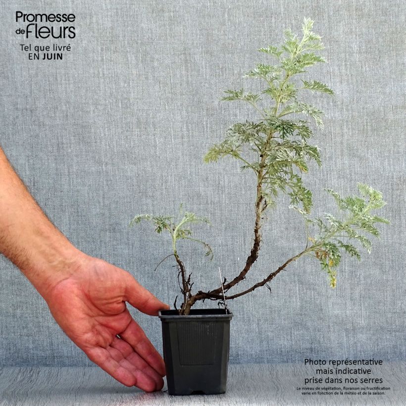 Exemplar von Strauch-Beifuß Powis Castle - Artemisia arborescens Kleine Töpfe von 8/9 cm wie im Sommer geliefert