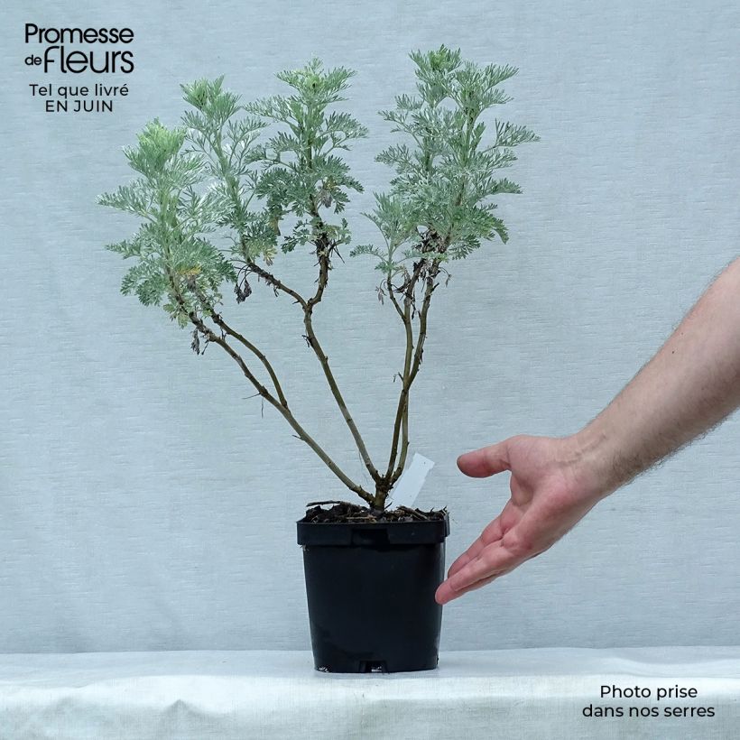 Exemplar von Strauch-Beifuß Powis Castle - Artemisia arborescens Topf mit 2L/3L wie im Sommer geliefert