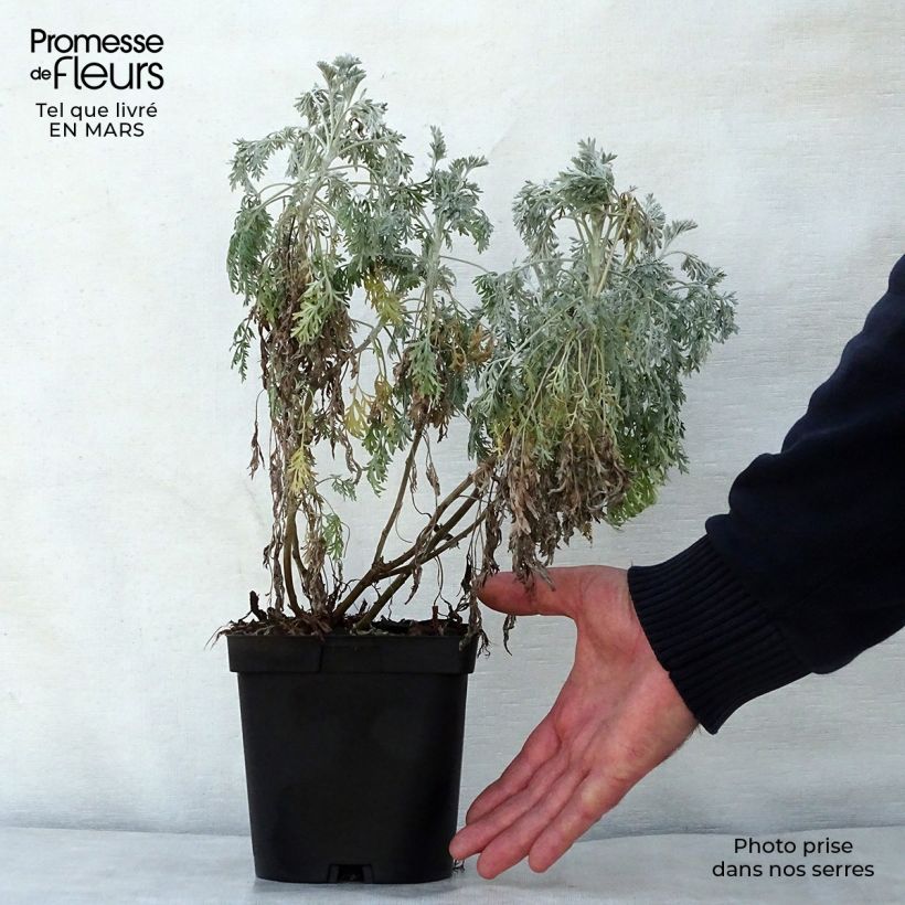 Example of Strauch-Beifuß Powis Castle - Artemisia arborescens Topf mit 2L/3L as you get in printemps
