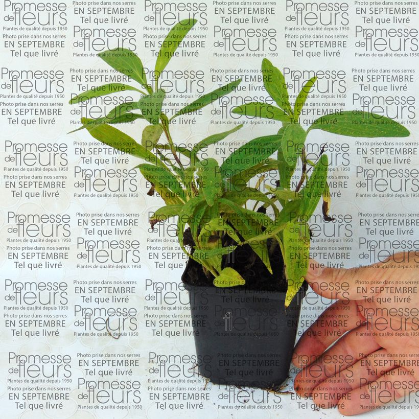 Beispiel eines Exemplars von Amerikanische Bergarnika - Arnica chamissonis Kleine Töpfe von 8/9 cm wie geliefert