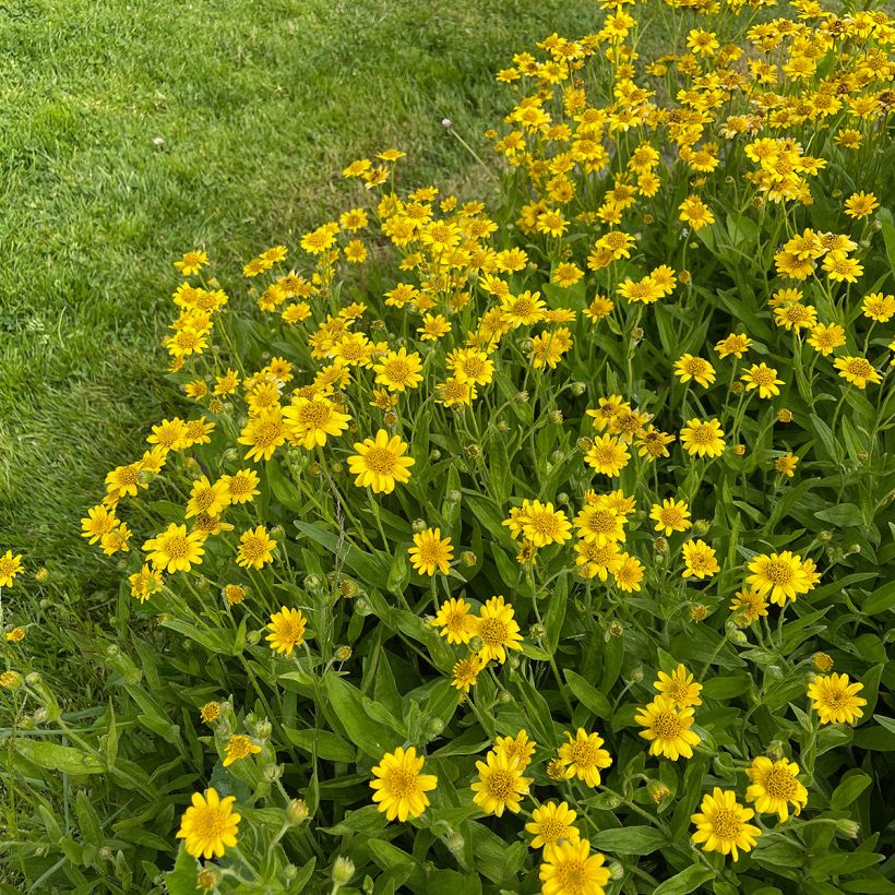 Amerikanische Bergarnika - Arnica chamissonis (Wuchs)