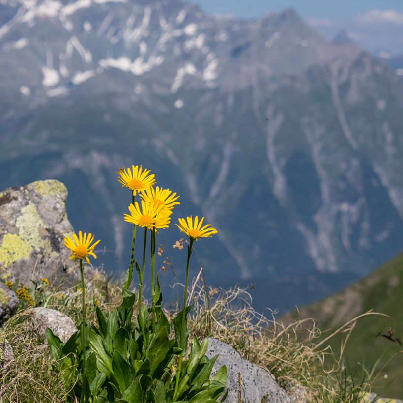 Arnika (Samen) - Arnica montana (Plant habit)