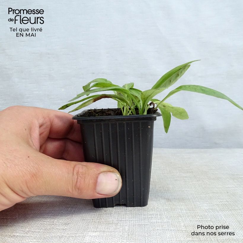 Exemplar von Arnika - Arnica montana Kleine Töpfe von 8/9 cm wie im Frühjahr geliefert