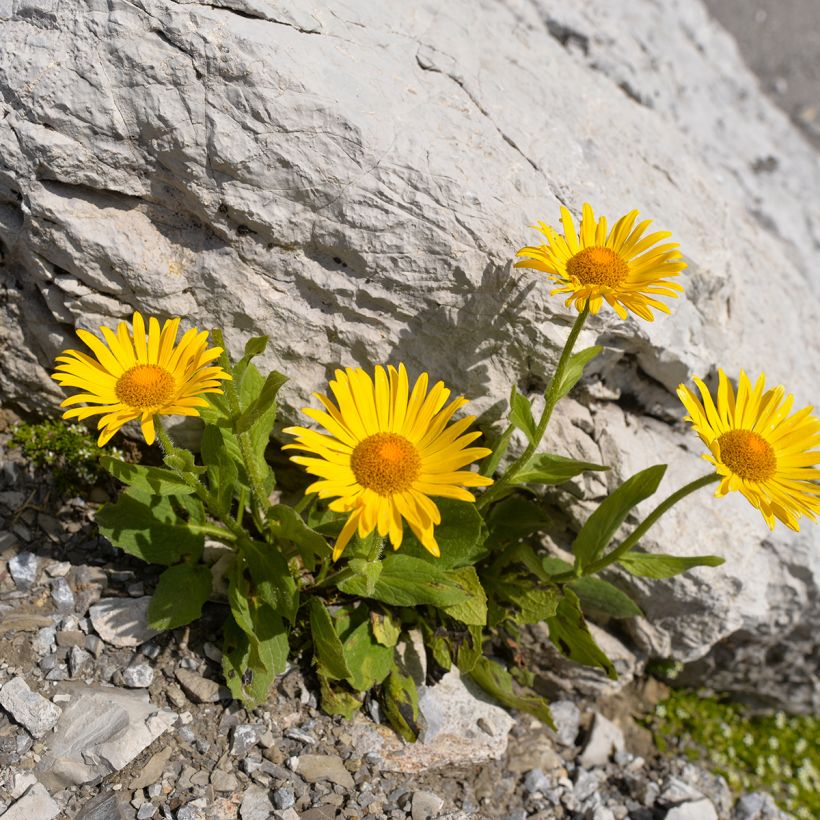 Arnika - Arnica montana (Wuchs)