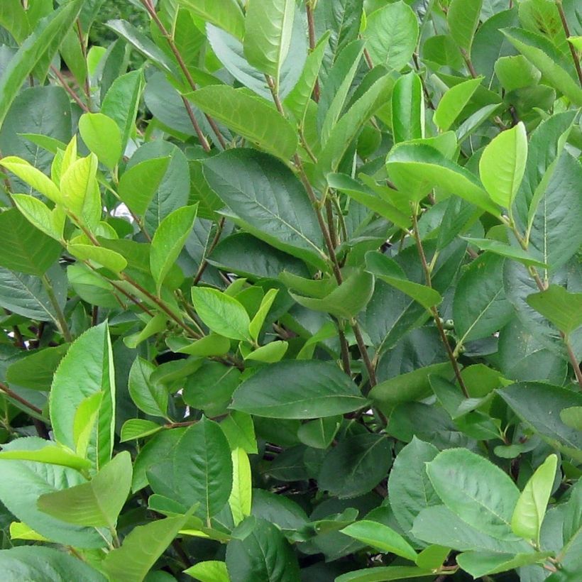 Apfelbeere - Aronia melanocarpa (Foliage)