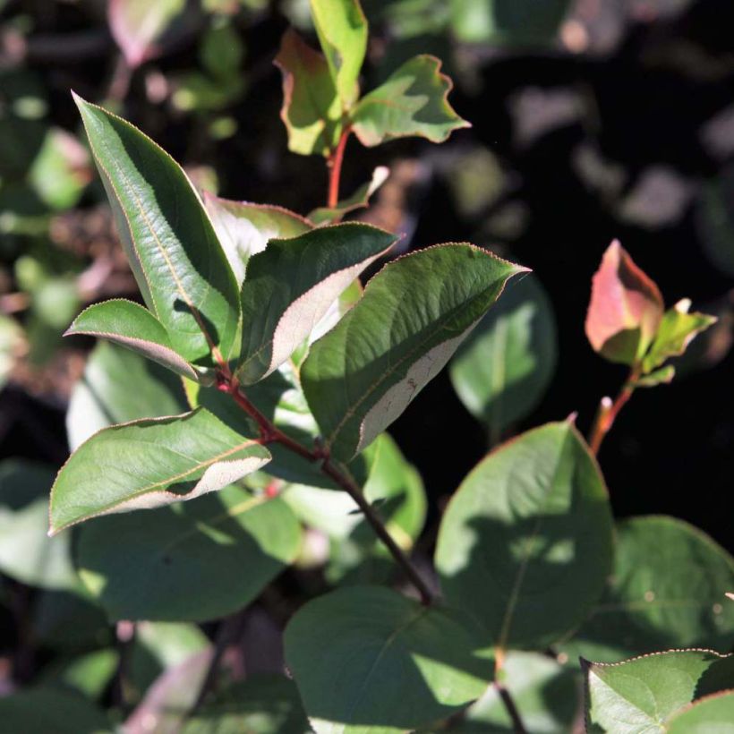 Apfelbeere Autumn Magic - Aronia melanocarpa (Foliage)