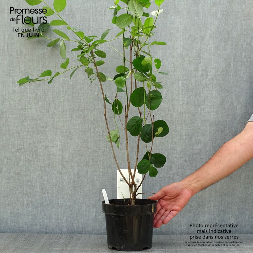 Exemplar von Apfelbeere Autumn Magic - Aronia melanocarpa Topf mit 2L/3L wie im Sommer geliefert