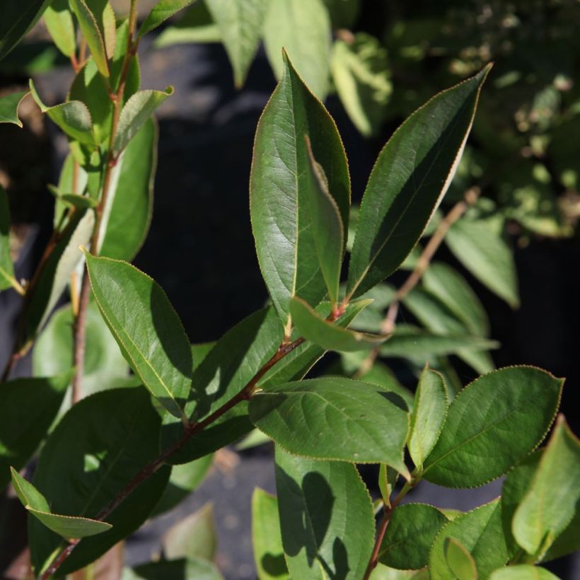 Aronia melanocarpa Hugin - Schwarze Apfelbeere (Foliage)