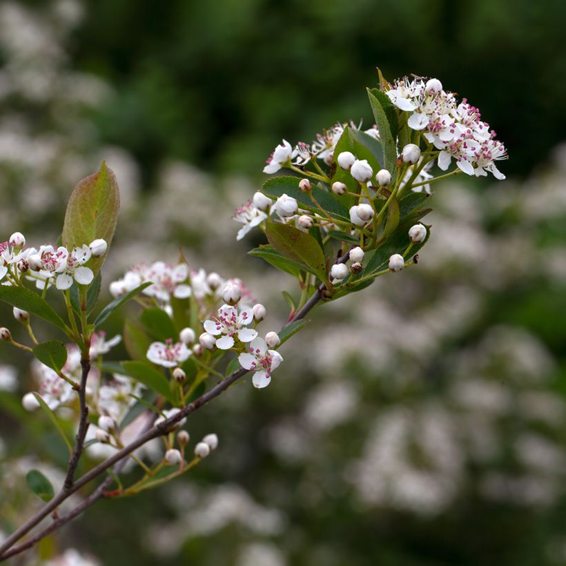 Aronia melanocarpa Hugin - Schwarze Apfelbeere (Flowering)