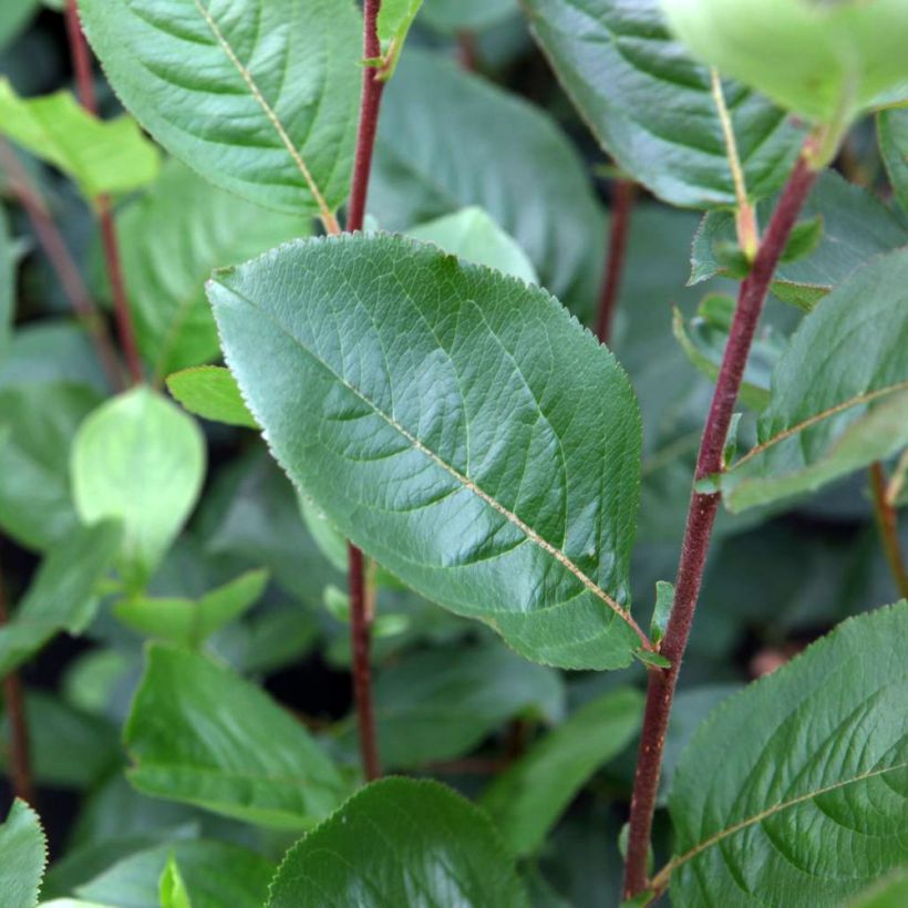 Aronia prunifolia Aron - Apfelbeere (Foliage)