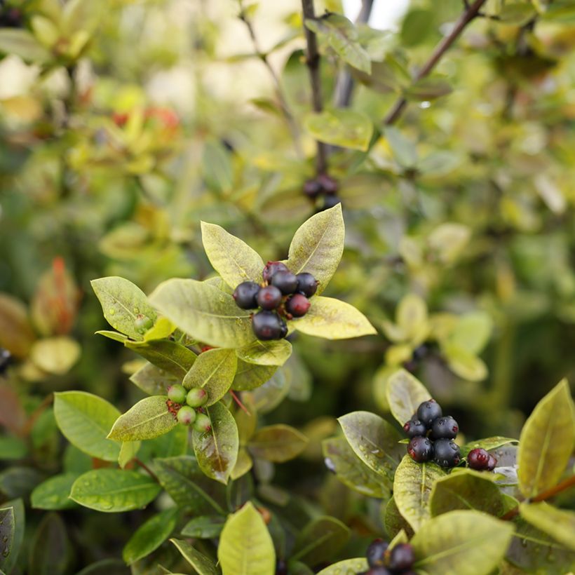 Pflaumenblättrige Apfelbeere Viking - Aronia (Harvest)