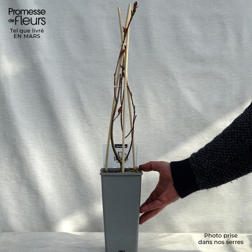 Example of Pflaumenblättrige Apfelbeere Viking - Aronia Topf mit 1,5L/2L as you get in printemps