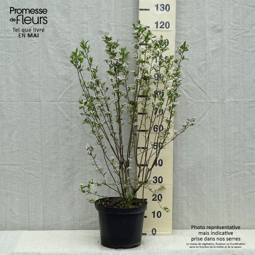 Example of Aronia melanocarpa Hugin - Schwarze Apfelbeere Topf mit 7,5L/10L as you get in printemps