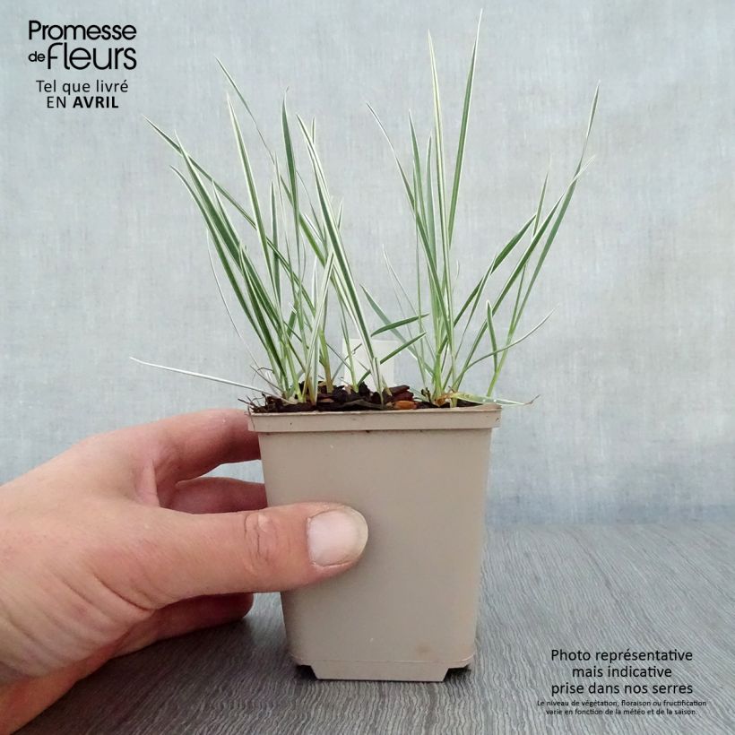 Example of Arrhenatherum bulbosum Variegatum - Glatthafer Kleine Töpfe von 8/9 cm as you get in printemps