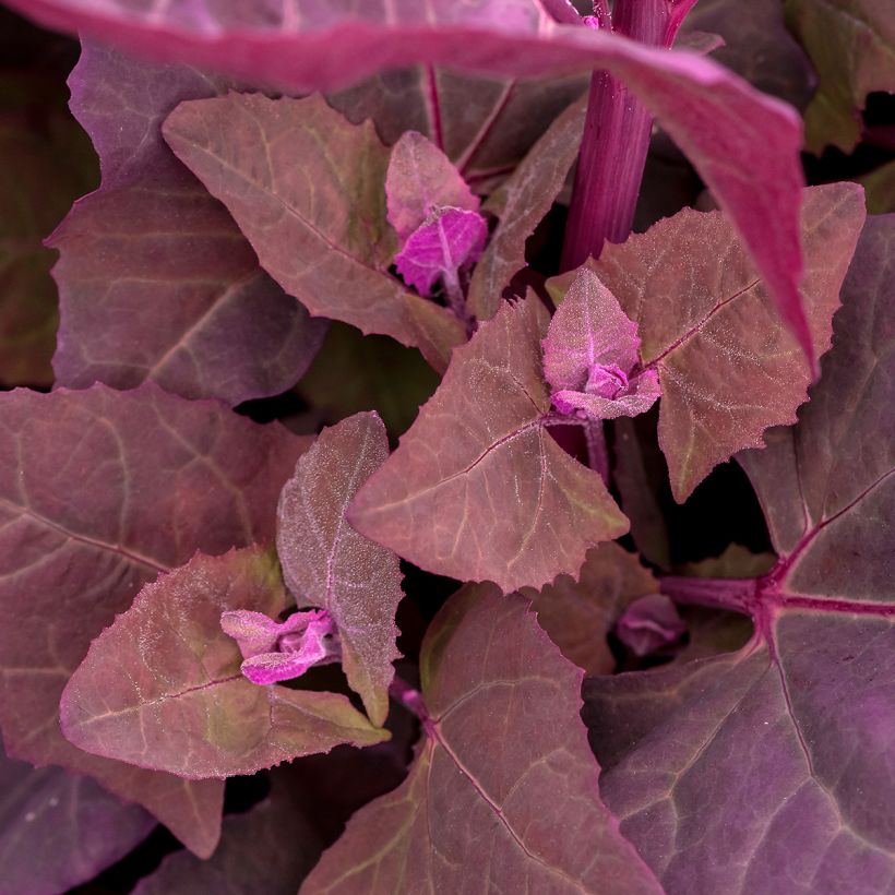 Garten-Melde - Atriplex hortensis (Laub)