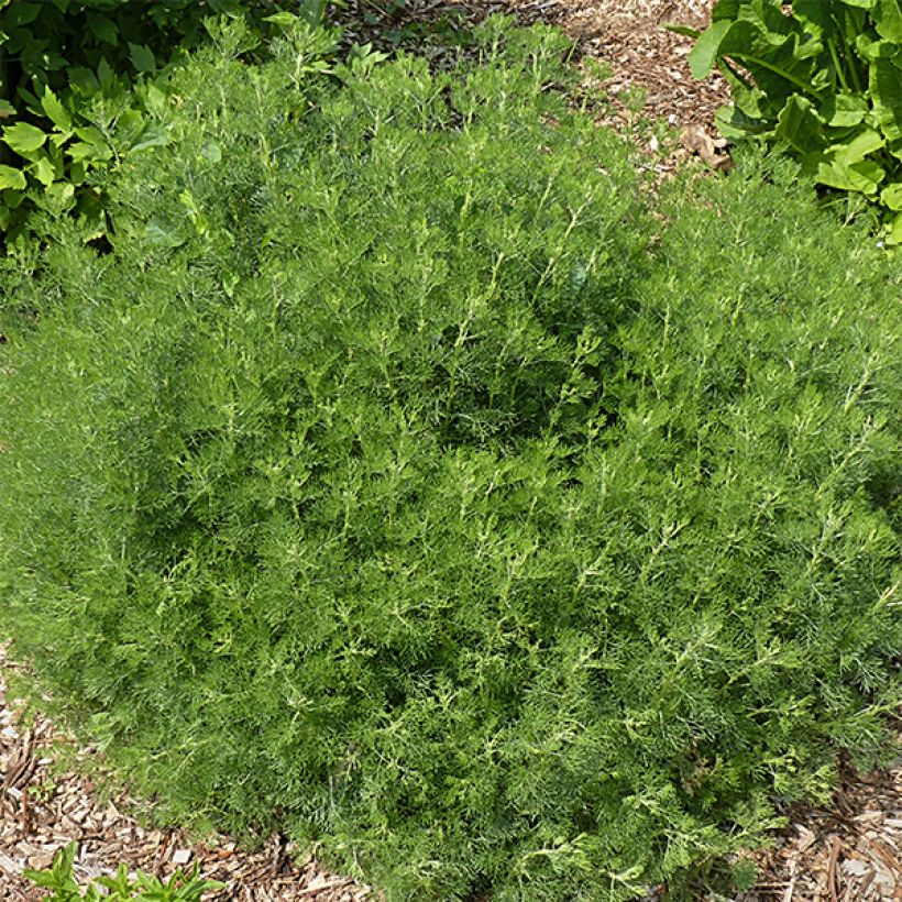 Eberraute - Artemisia abrotanum (Plant habit)
