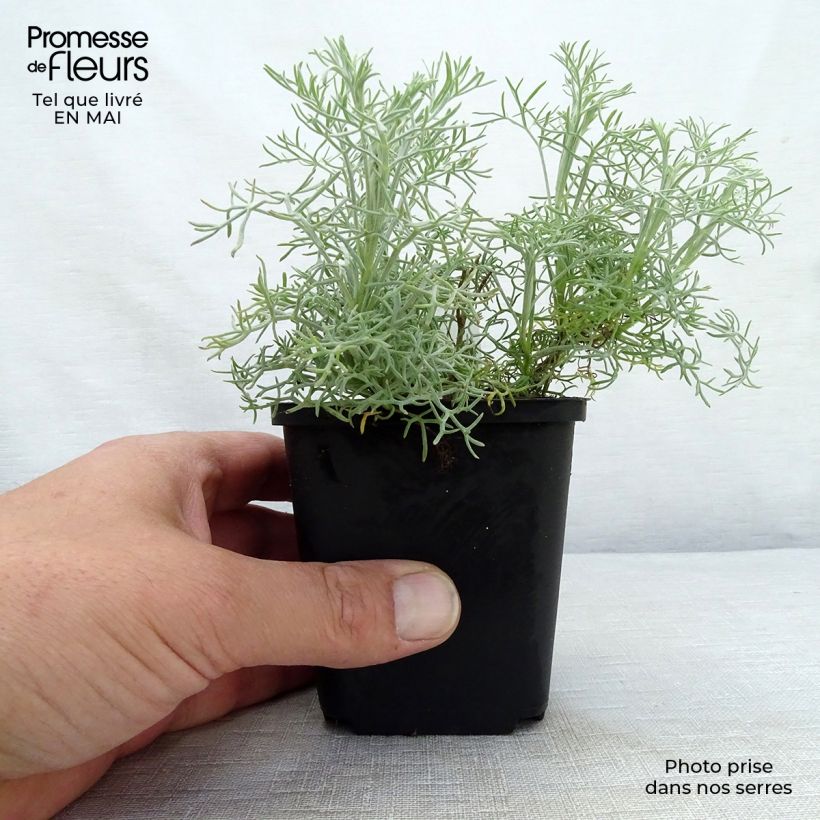 Example of Kampferwermut Canescens - Artemisia alba Kleine Töpfe von 8/9 cm as you get in printemps
