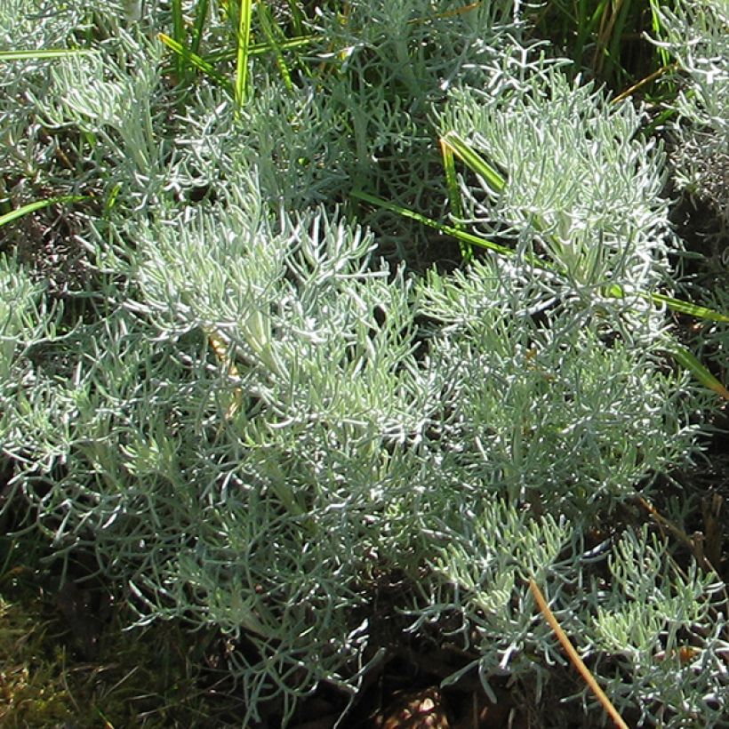 Kampferwermut Canescens - Artemisia alba (Foliage)