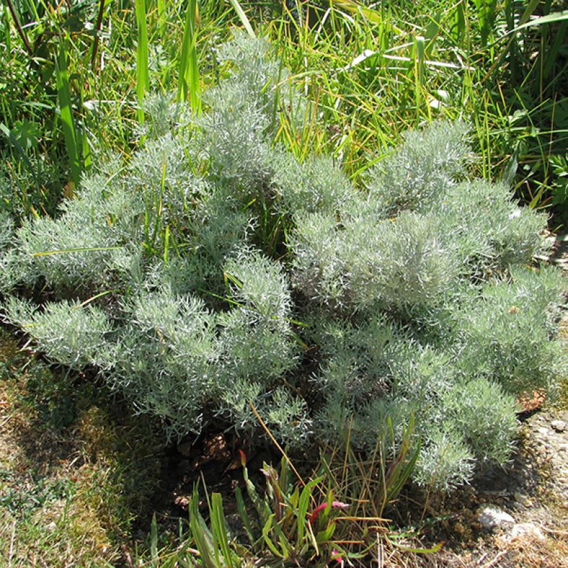 Kampferwermut Canescens - Artemisia alba (Plant habit)