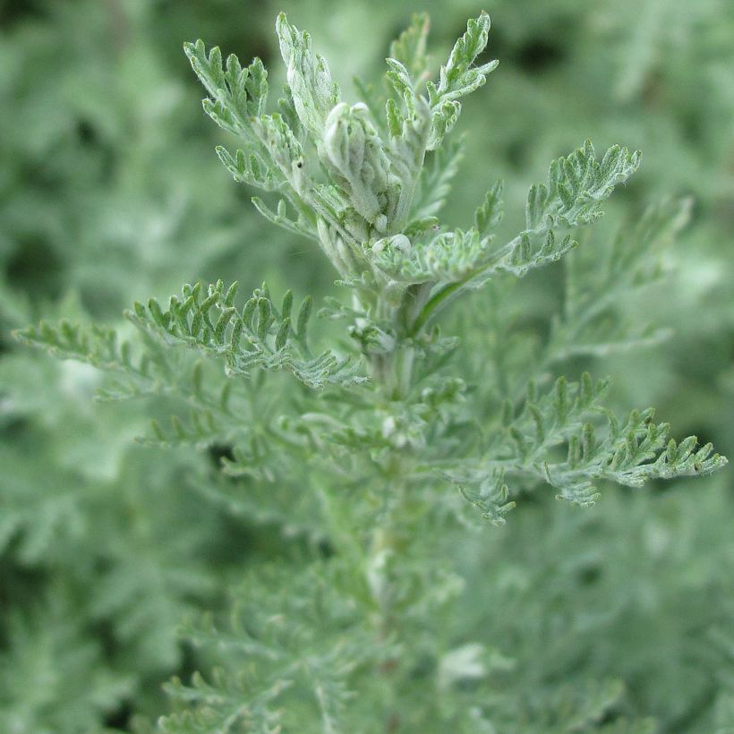 Römischer Wermut - Artemisia pontica (Laub)