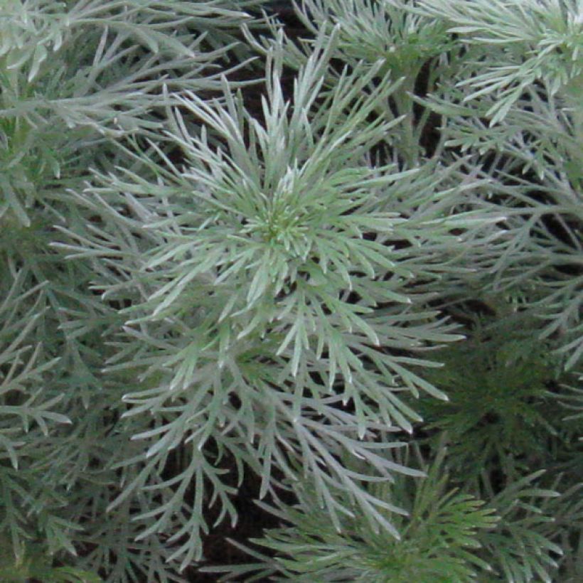 Zwerg-Silberraute Nana - Artemisia stelleriana (Foliage)