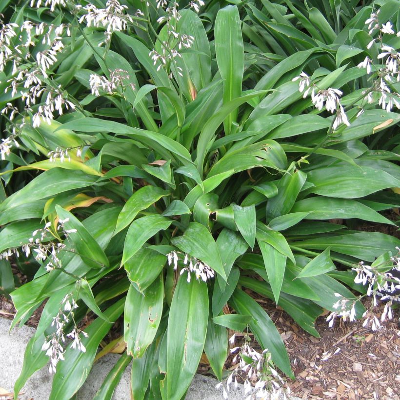 Arthropodium cirratum - Neuseeländische Steinlilie (Laub)