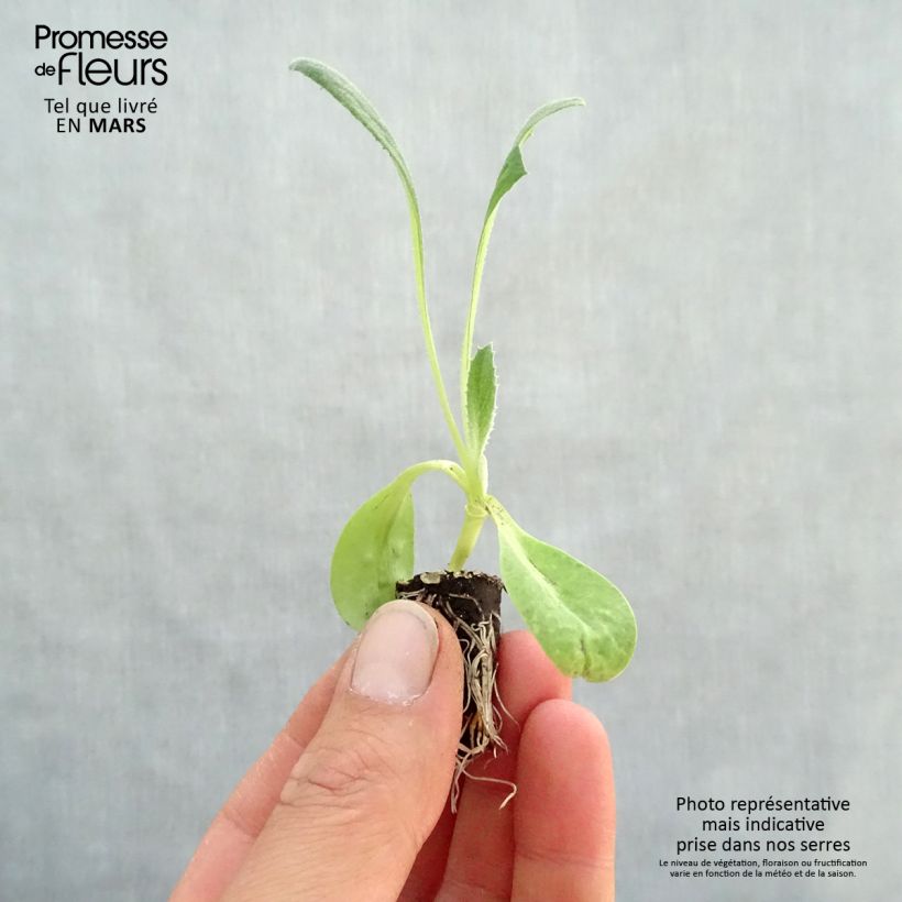 Example of Artischocke Imperial Star Bio Mini-Plug Ø 1,5/2,5 cm as you get in printemps