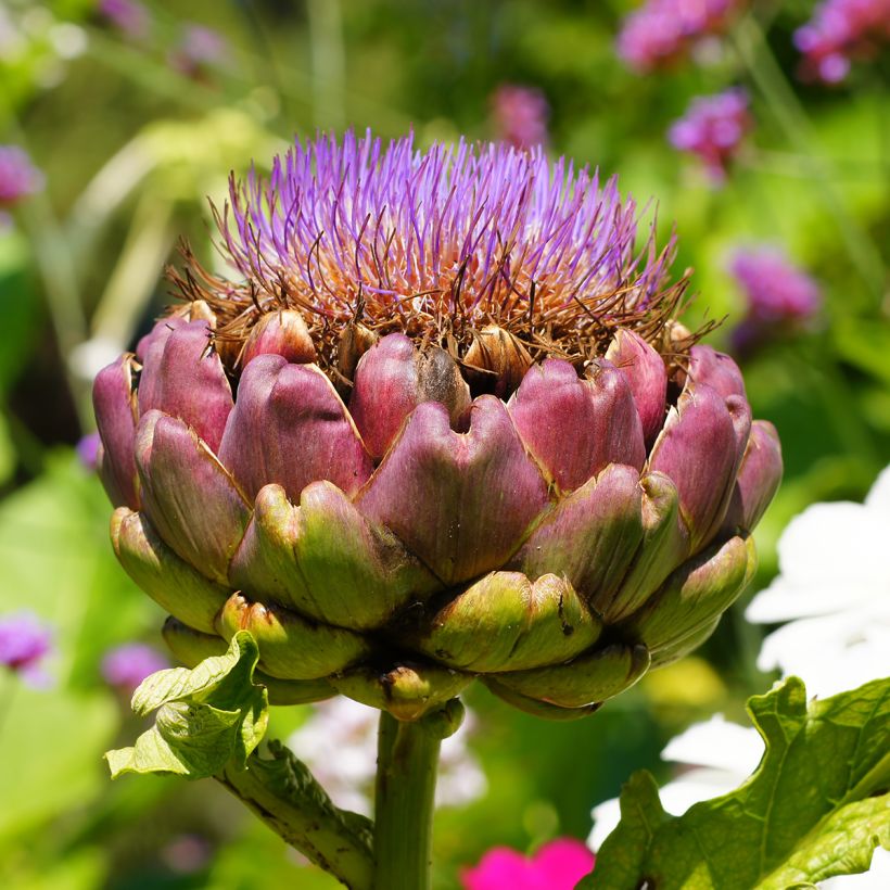 Artischocke Green Globe (Flowering)