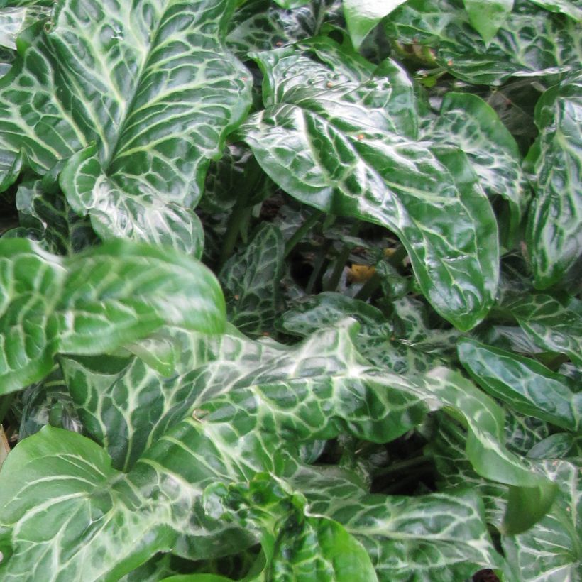 Arum italicum subsp. italicum Marmoratum - Geaderter Aronstab (Foliage)