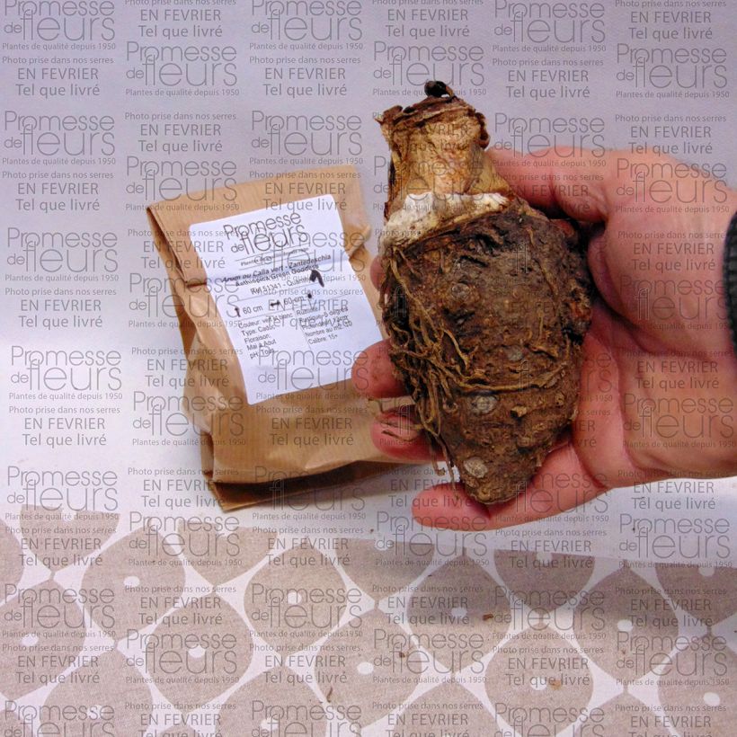 Example of Zantedeschia aethiopica Green Goddess - Zimmercalla Zwiebel Kaliber/Größe 18/20 as you get