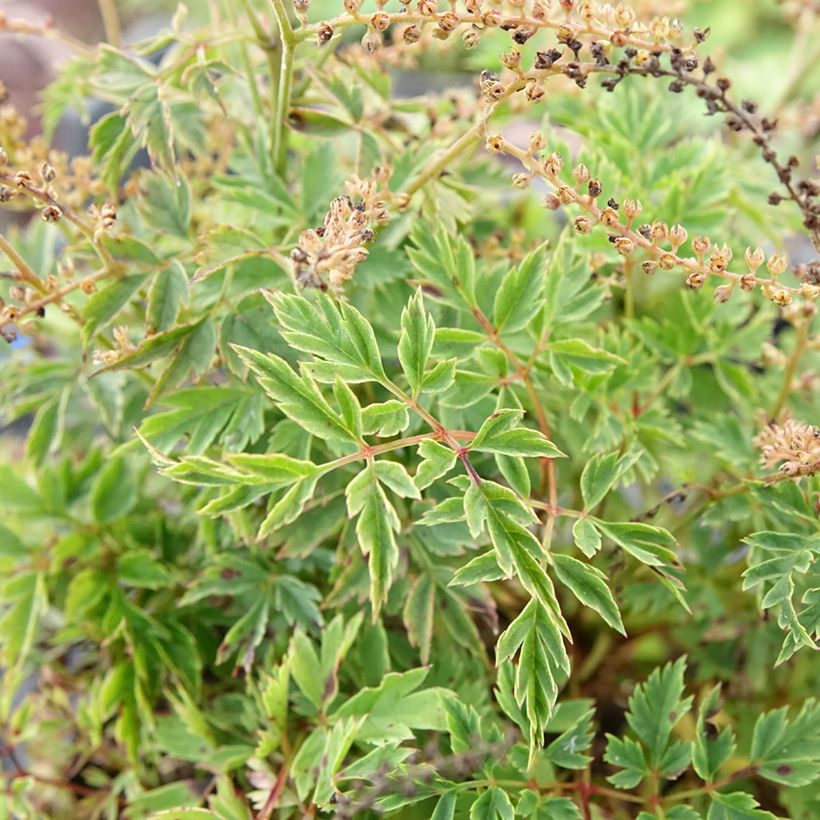 Aruncus Guinea Fowl - Geissbart (Foliage)