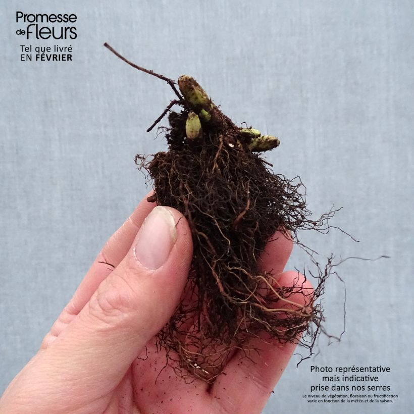 Example of Aruncus Guinea Fowl - Geissbart Wurzelnackt as you get in hiver