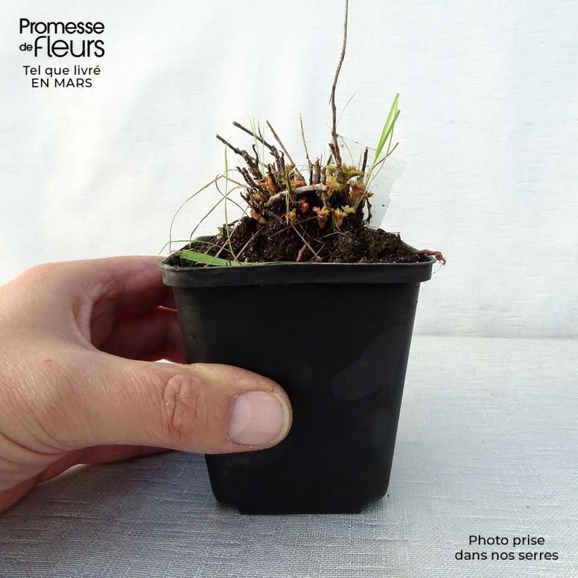 Exemplar von Aruncus aethusifolius - Zwerg-Geißbart Kleine Töpfe von 8/9 cm wie im Frühjahr geliefert