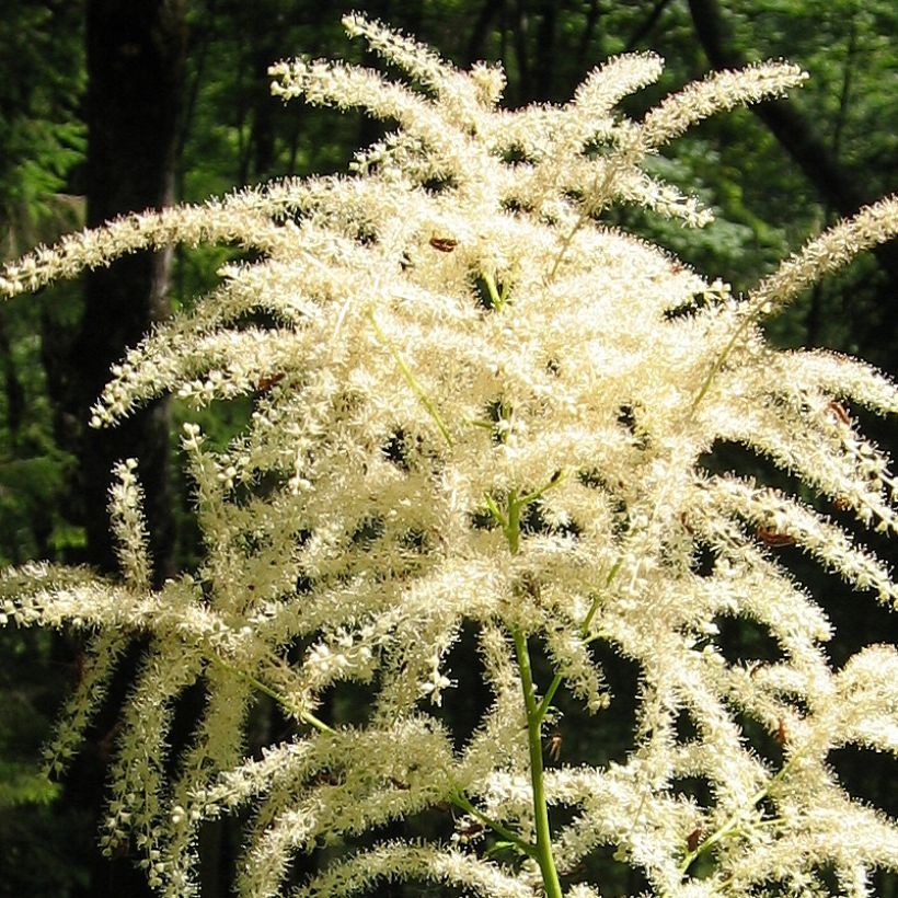 Aruncus dioïcus var. kamtschaticus - Wald-Geissbart (Flowering)