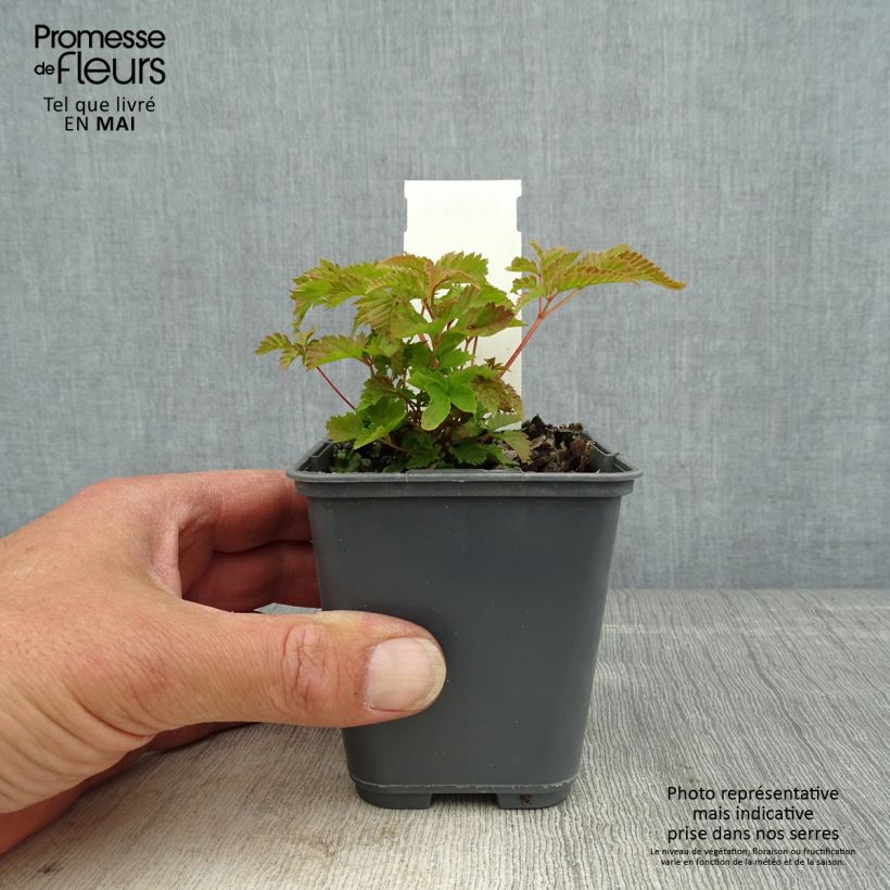 Example of Aruncus dioïcus var. kamtschaticus - Wald-Geissbart Kleine Töpfe von 8/9 cm as you get in printemps