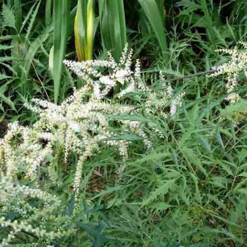 Aruncus dioïcus Kneiffii - Wald-Geissbart (Wuchs)