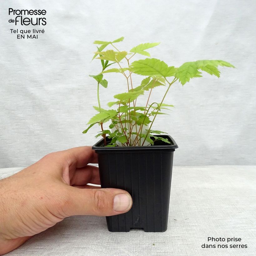 Example of Aruncus dioïcus sylvestris - Wald-Geissbart Kleine Töpfe von 7/8 cm as you get in printemps