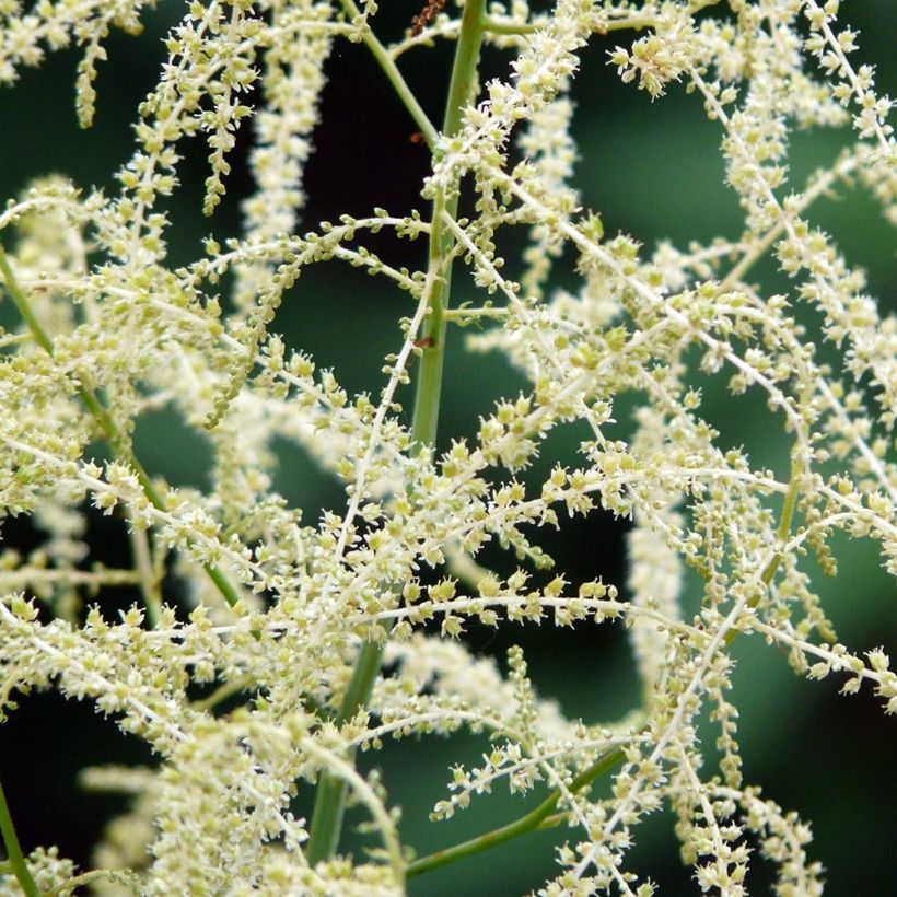 Aruncus Misty Lace - Geissbart (Flowering)
